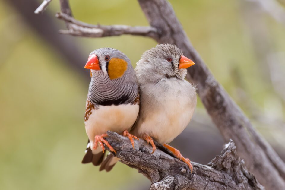 100+ Bird Names In French With English Translation [UPDATED]