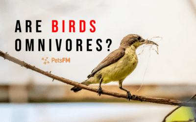 Are Birds Omnivores? A Look at Different Species