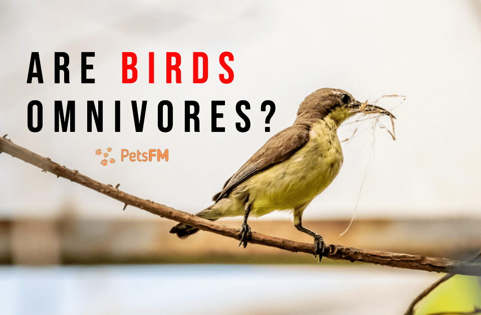 Are Birds Omnivores?