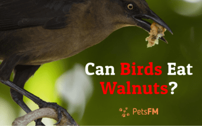 Can Birds Eat Walnuts? – Dietary Guidelines and Tips