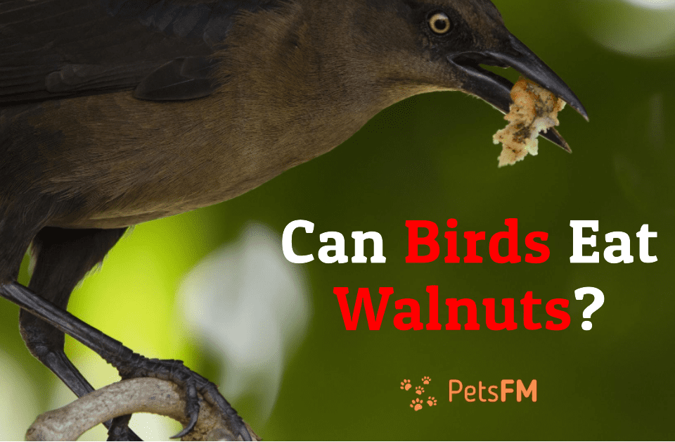 Can Birds Eat Walnuts