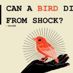 Can a Bird Die From Shock?