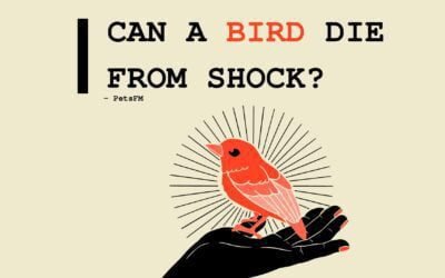 Can A Bird Die From Shock? When Should You Help One?