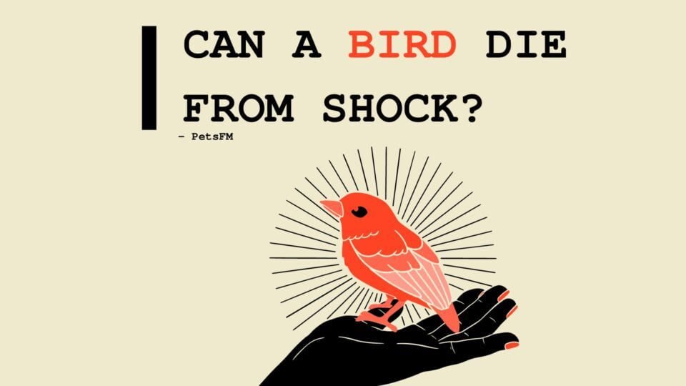 Can a Bird Die From Shock?