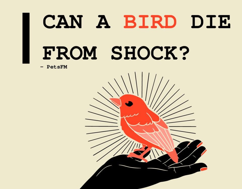 Can a Bird Die From Shock?