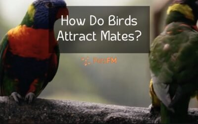 How Do Birds Attract Mates? The Scientific Explanation
