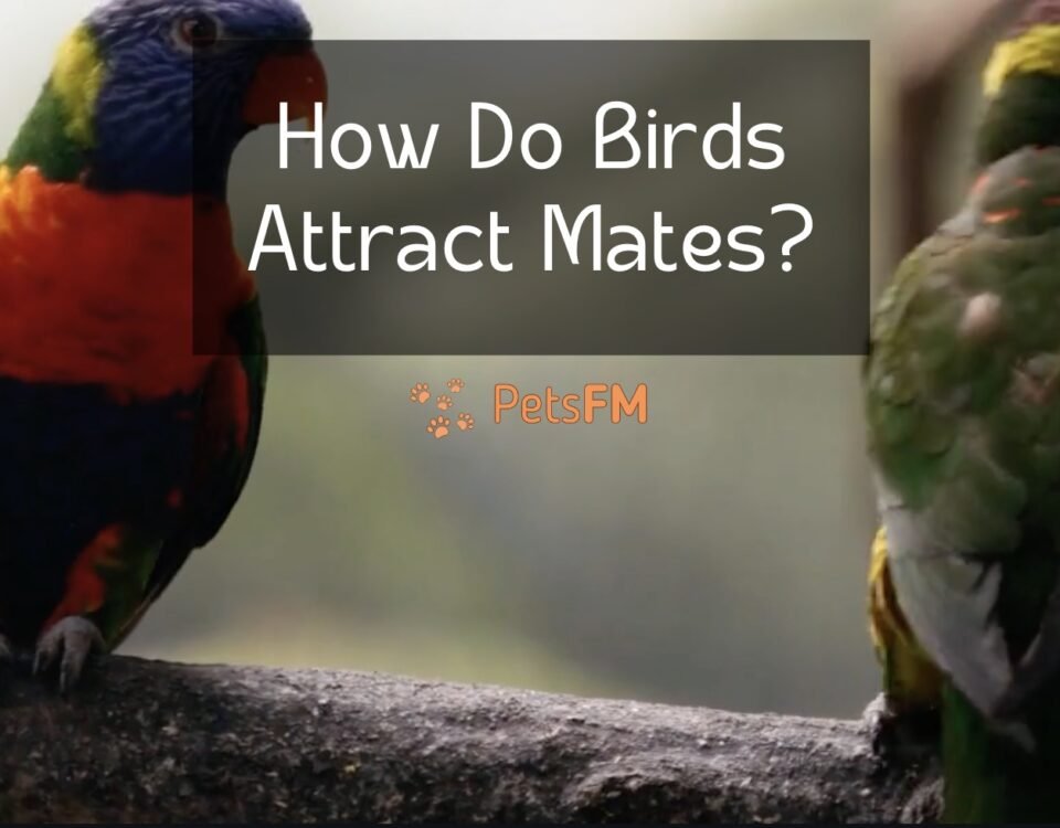 How Do Birds Attract Mates?