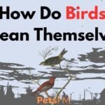 How Do Birds Clean Themselves
