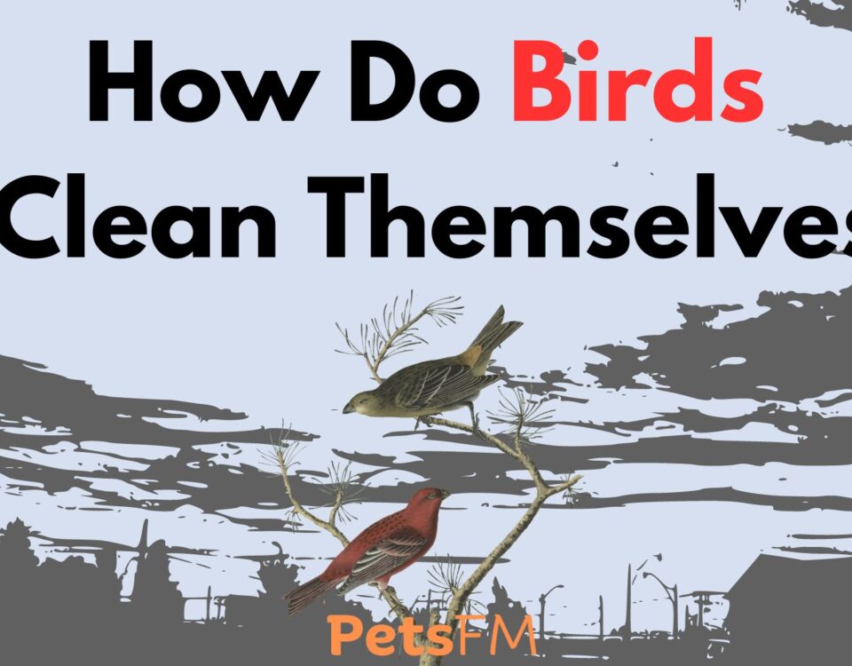 How Do Birds Clean Themselves