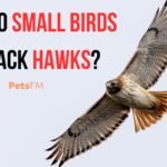 Why Do Small Birds Attack Hawks?
