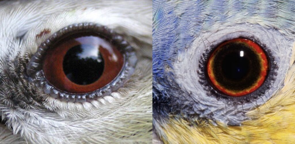 Different Bird Eyes