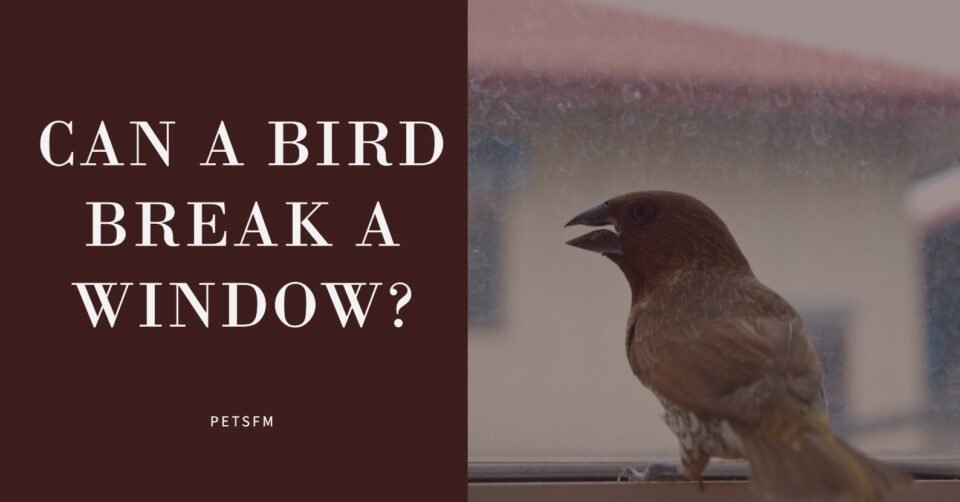 Can A Bird Break A Window?