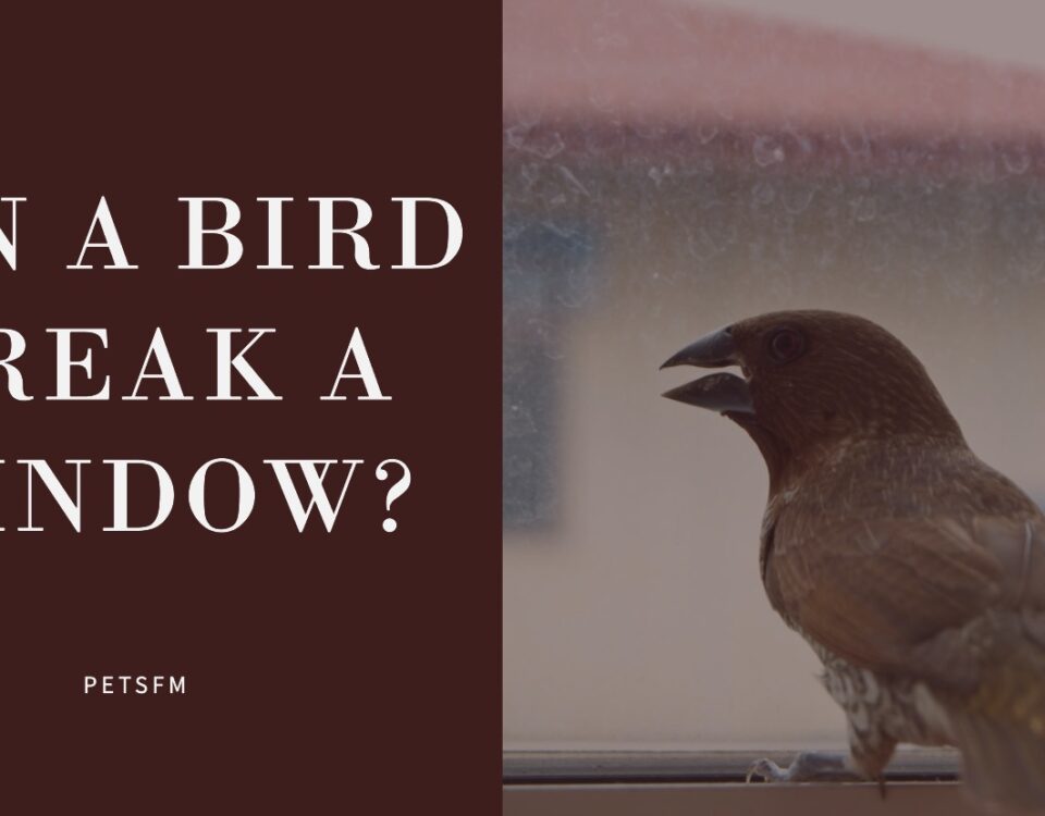 Can A Bird Break A Window?