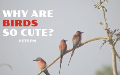 Why Are Birds So Cute? 10 Reasons Why Birds Are Cutest