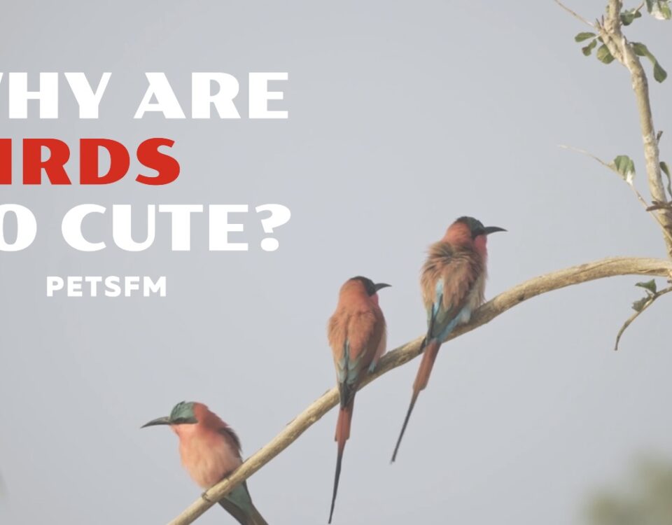 Why Are Birds So Cute?