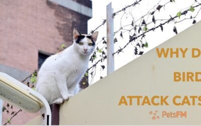 Why Do Birds Attack Cats? Understanding and Prevention