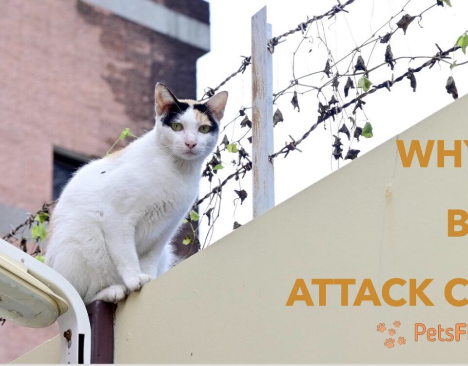 Why Do Birds Attack Cats?