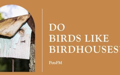 Do Birds Like Birdhouses? How to Attract Birds to Your Birdhouse
