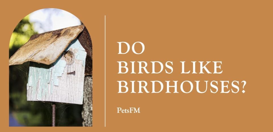 Do Birds Like Birdhouses?