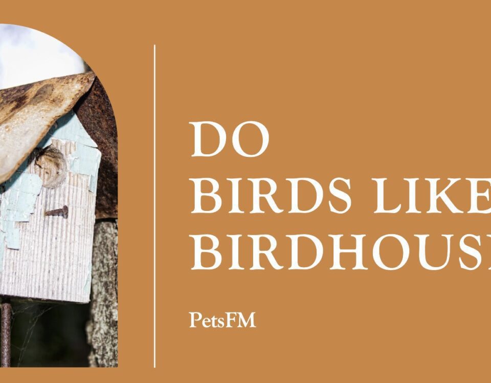 Do Birds Like Birdhouses?