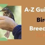 How To Become A Bird Breeder? A-Z Guide