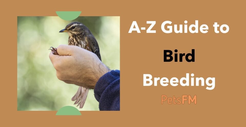 How To Become A Bird Breeder? A-Z Guide