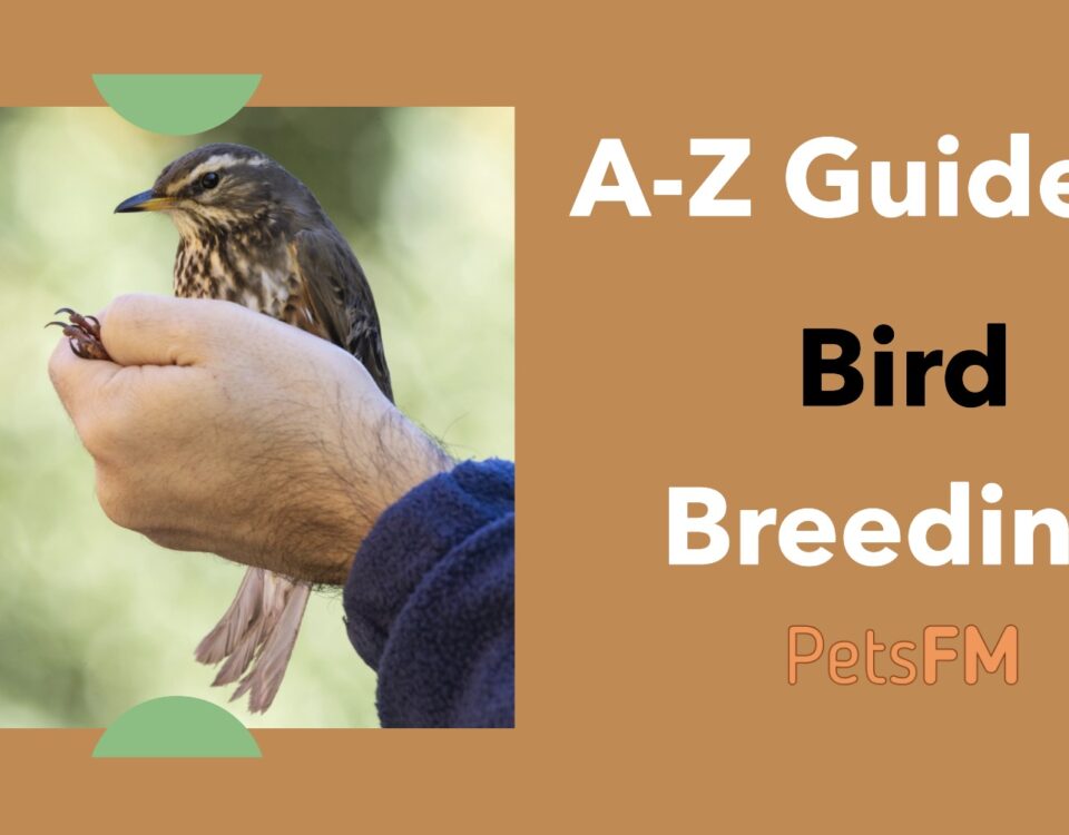 How To Become A Bird Breeder? A-Z Guide