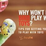 Why Won’t My Bird Play with Toys? The Unusual Truth