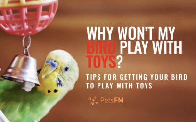 Why Won’t My Bird Play with Toys? The Unusual Truth