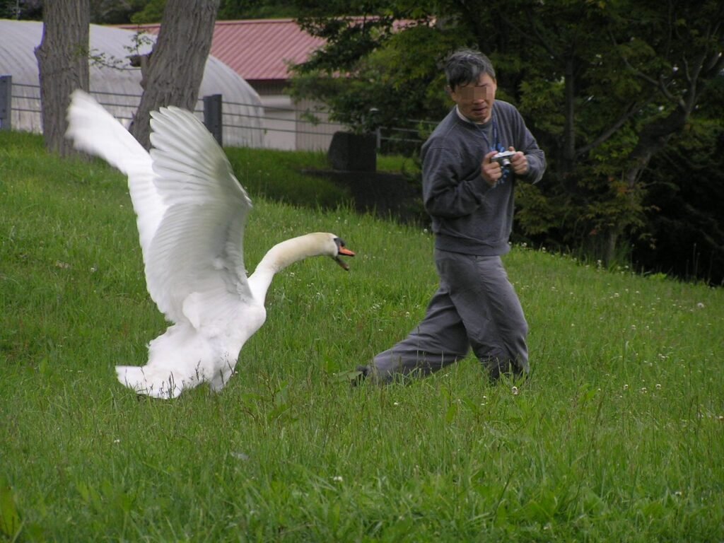 Swan Attacks Man: Why Do Birds Attack Humans