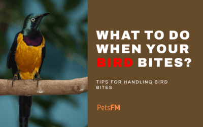 What To Do When Your Bird Bites You? A Complete Guide