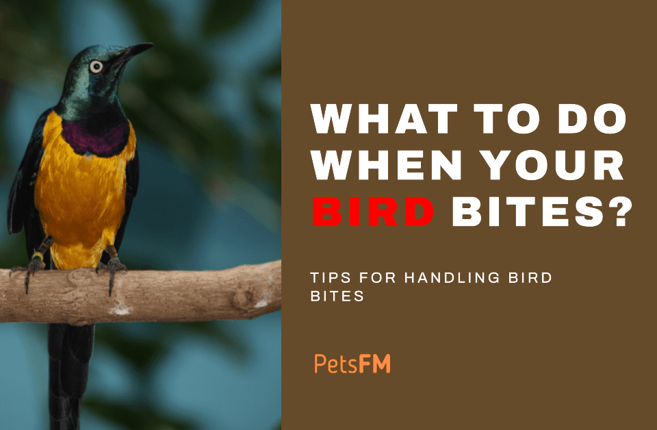 What To Do When Your Bird Bites You? A Complete Guide