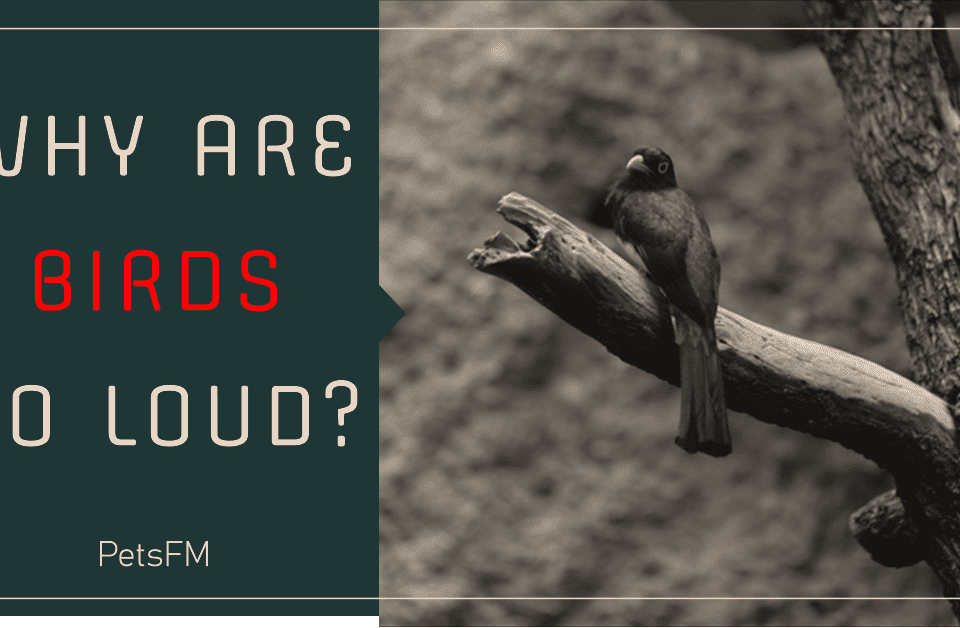 Why Are Birds So Loud?