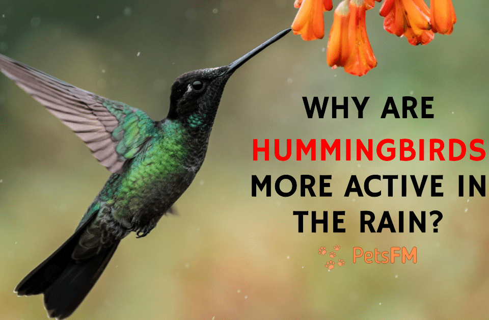 Why Are Hummingbirds More Active In The Rain?