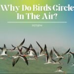 Why Do Birds Circle In The Air?