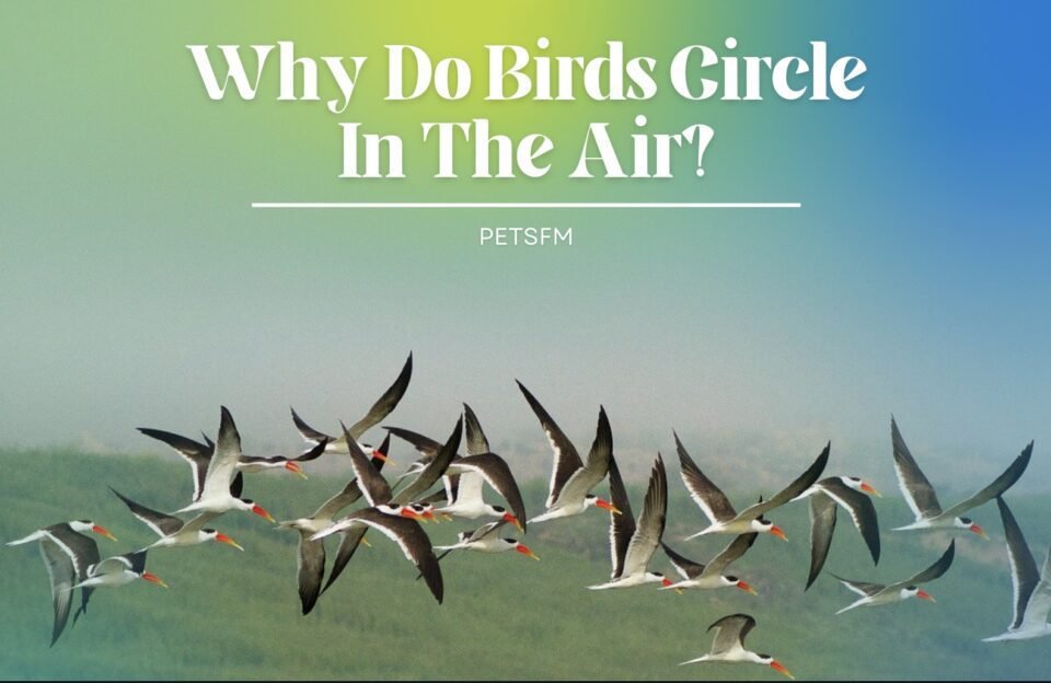 Why Do Birds Circle In The Air?