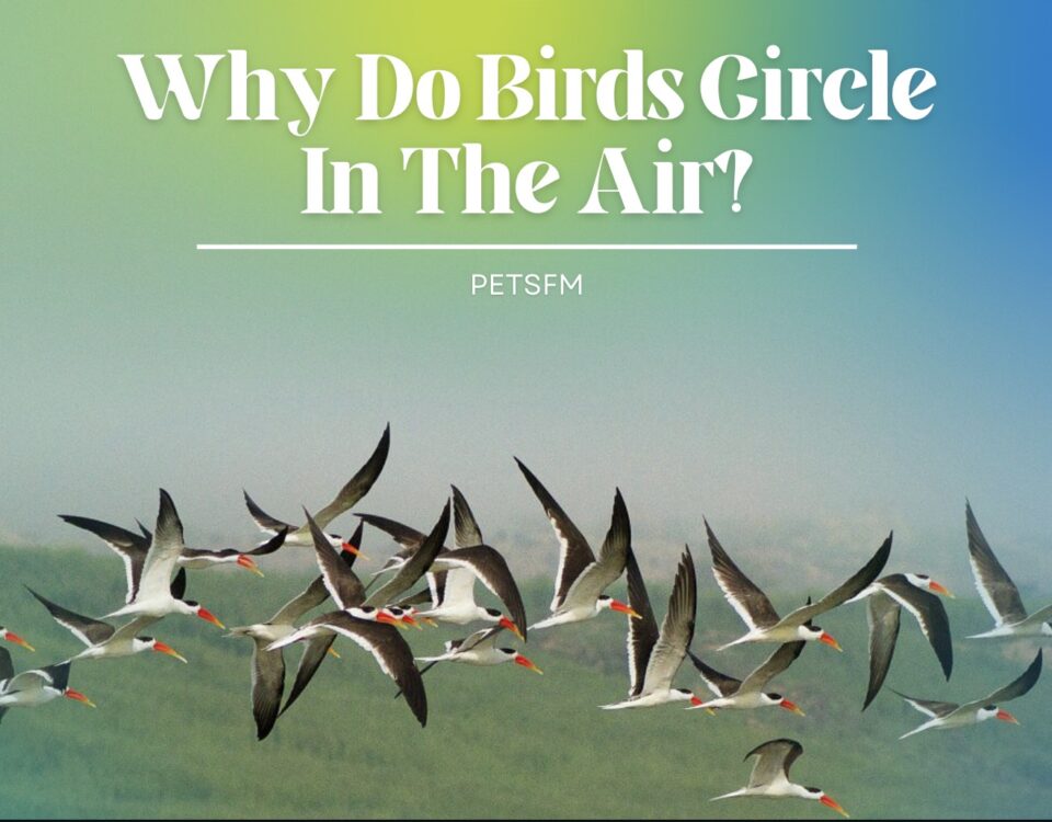 Why Do Birds Circle In The Air?