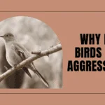 Why Do Birds Get Aggressive?