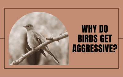 Why Do Birds Get Aggressive? What You Need to Know?