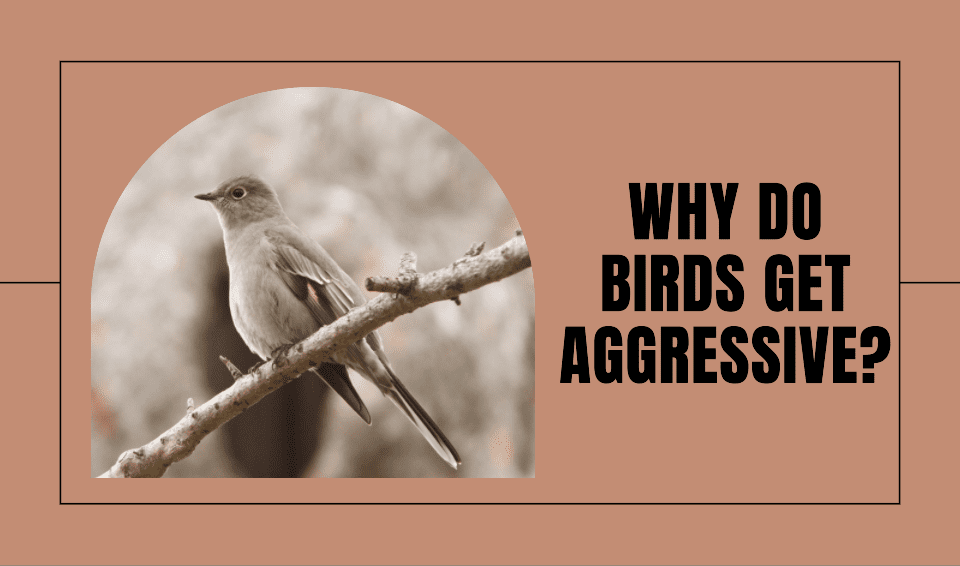 Why Do Birds Get Aggressive?
