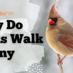 Why Do Birds Walk Funny