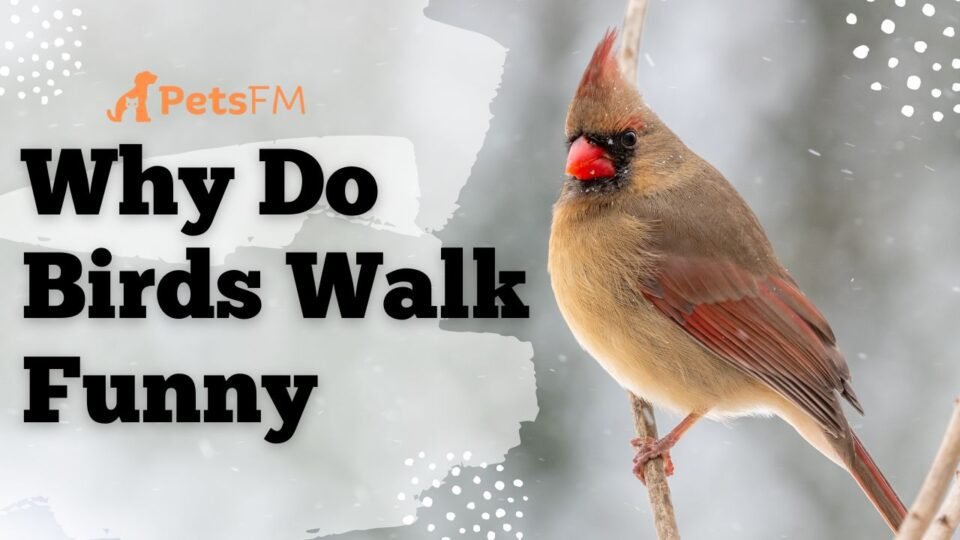 Why Do Birds Walk Funny