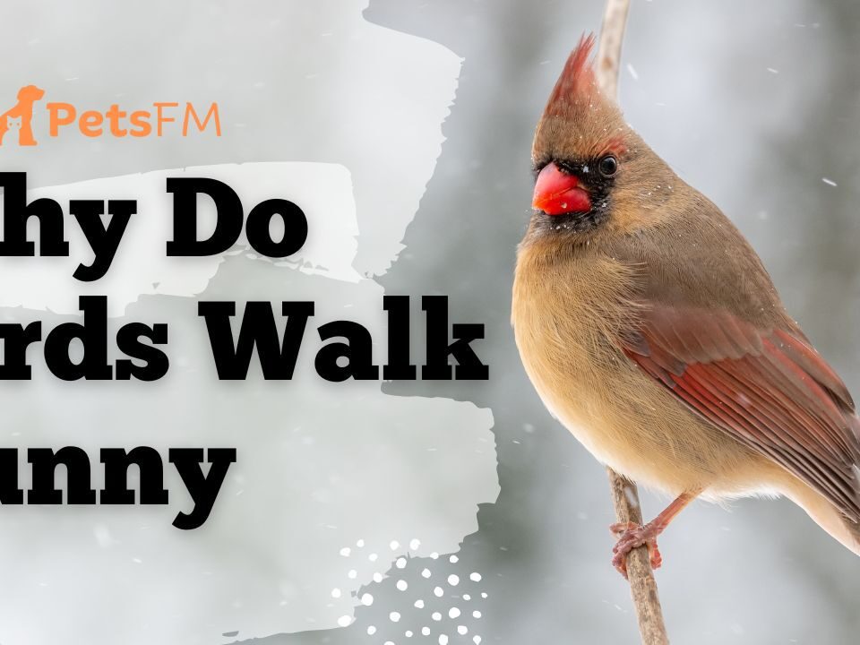 Why Do Birds Walk Funny