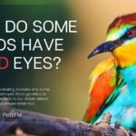 Why Do Some Birds Have Red Eyes? [EXPLAINED]