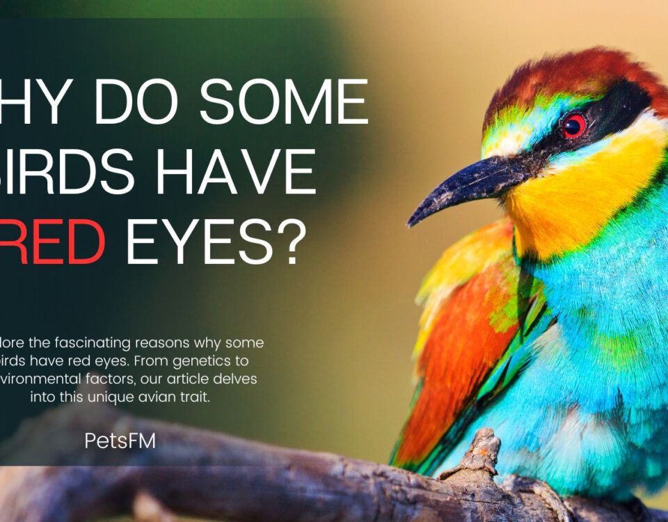 Why Do Some Birds Have Red Eyes? [EXPLAINED]