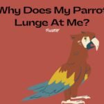 Why Does My Parrot Lunge At Me?