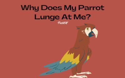 Why Does My Parrot Lunge At Me? Specific Parrot Species Guide