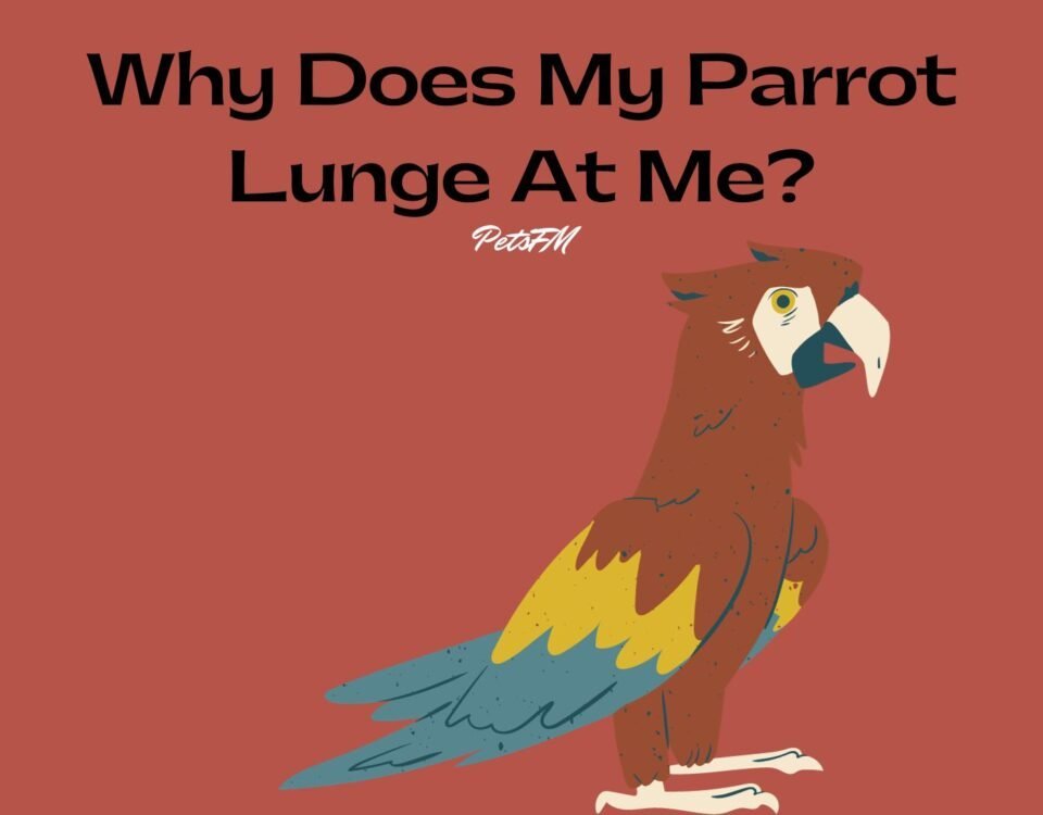 Why Does My Parrot Lunge At Me?