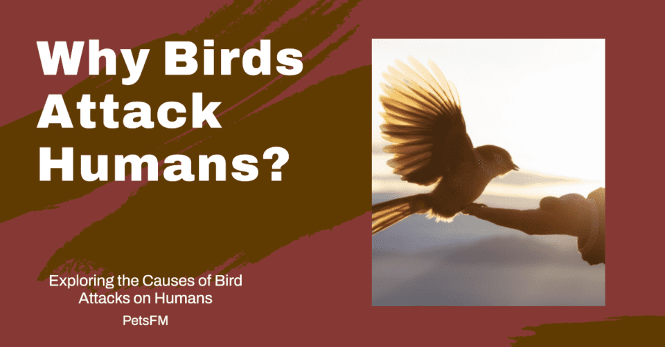 Why Do Birds Attack Humans? Understanding the Reasons