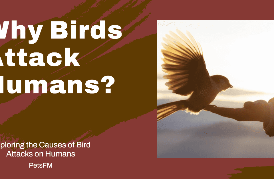 Why Do Birds Attack Humans? Understanding the Reasons